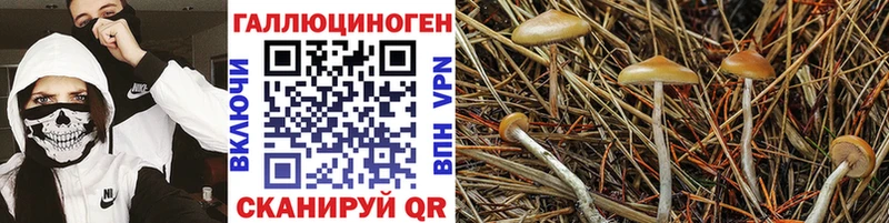 МЕГА tor  купить закладку  Ершов  Псилоцибиновые грибы мухоморы 